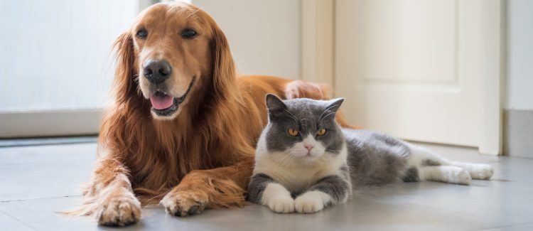Pets